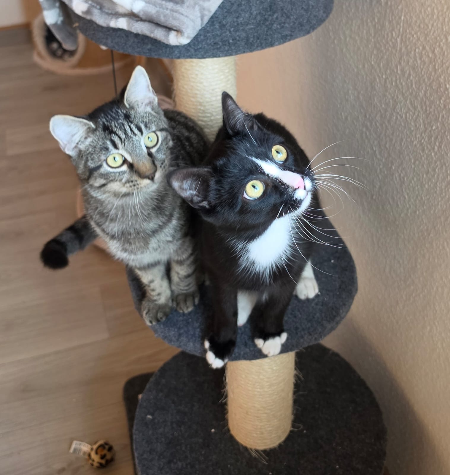Loki & Oreo, EKH – Tierheim Diez